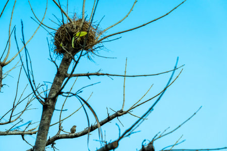 little bird hanging on branch and its nest on blue sky.