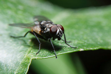 Macro Flys