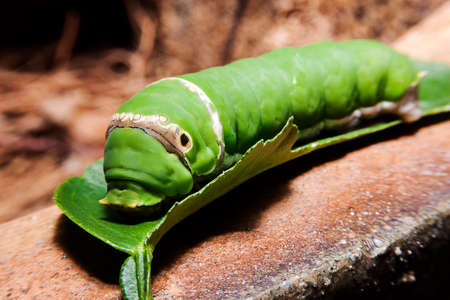 Green Caterpillar on green leafの写真素材