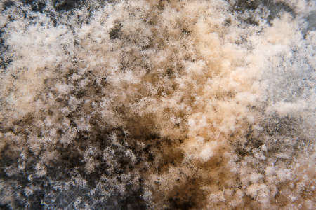 Close-up image of a moldの写真素材