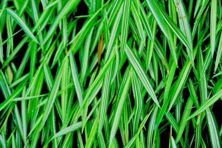 The Small Bamboo with blur backgroundの写真素材