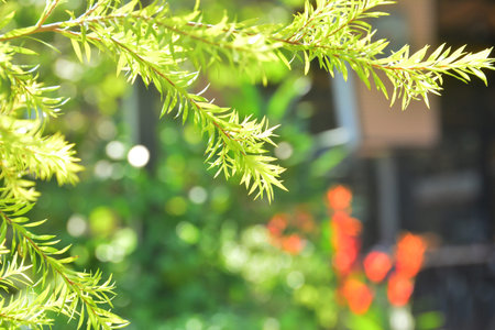 Green tree branch with blur background