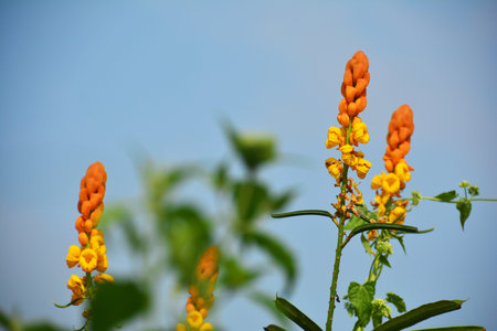 Candle bush senna in the meadow