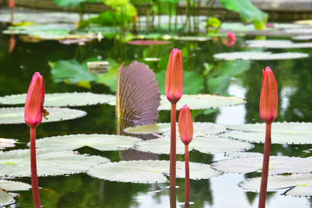 Pink Lotus a very beautiful in the Lakeの写真素材