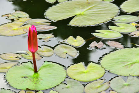 Pink Lotus a very beautiful in the Lakeの写真素材