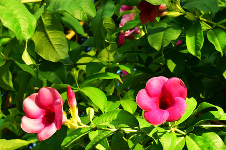 The Red and Pink Flowers