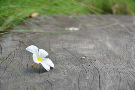 White and Yellow Plumeria flower on the Wooden Logの写真素材
