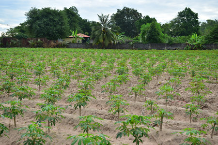 Asia Industry of Cassava Agricultureの写真素材