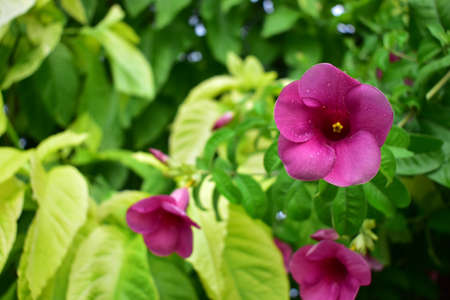 Beautiful Purple Flowers with Green Leavesの写真素材