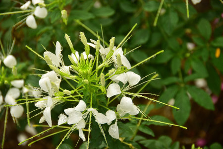 White Flower with the raindrop in the gardenの写真素材