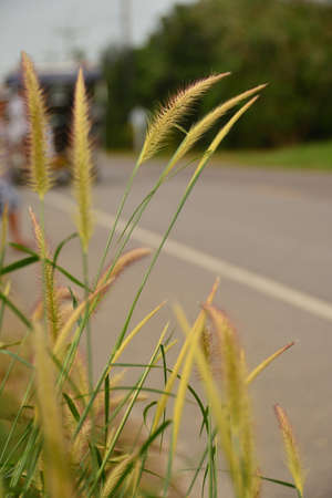 Blurred road with Grass Flowersの写真素材