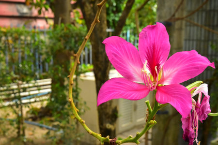 Close up Beautiful Blooming Pink Bauhinia Purpurea Flowersの写真素材