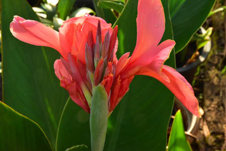 Red-Orange Canna Lily Flowers with green leavesの写真素材