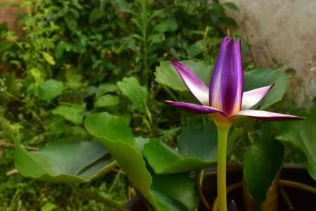The Violet and Yellow Nelumbo Nucifera Lotus in the water poolの写真素材