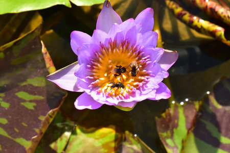 The Violet and Yellow Nelumbo Nucifera Lotus with the bee in the water poolの写真素材