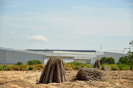 Glowing of Cassava Plantation  and the blue sky backgroundの写真素材