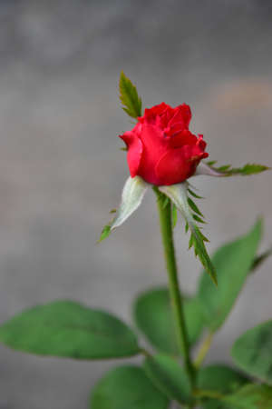 Beautiful Blooming Red Rose Flower with Blur Backgroundの写真素材