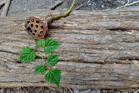 The Lotus dried seed pod on the wooden bark logの写真素材