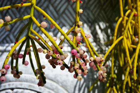 The Asian Closeup Blooming Mistletoe Cactusの写真素材
