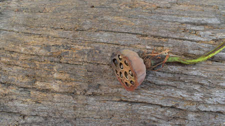 The Lotus dried seed pod on the wooden bark logの写真素材