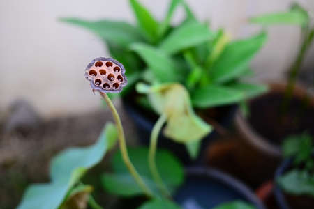 Close up of the seeds and holes of Dried Lotus Flowerの写真素材