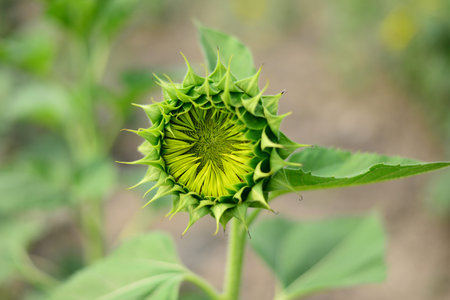 Close up beautiful Sun Flower with small beeの写真素材