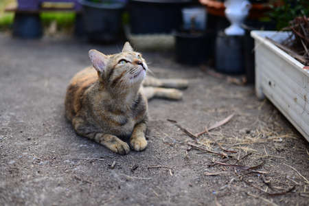 A Young grey tabby cat looking to the sky and resting on the Cement floorの写真素材