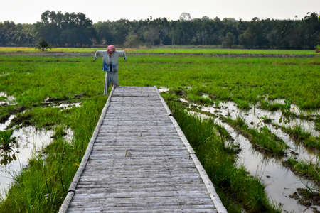 Rice Fields and Wooden bridge with the Scarecrowの写真素材