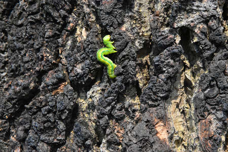 The slowing movement of a Green Caterpillar on the wooden barkの写真素材