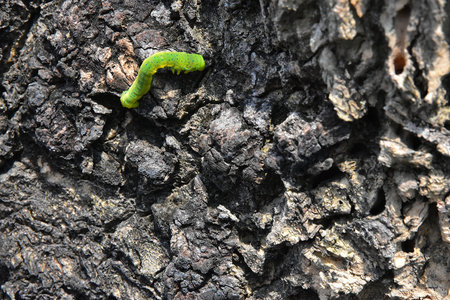 The slowing movement of a Green Caterpillar on the wooden barkの写真素材
