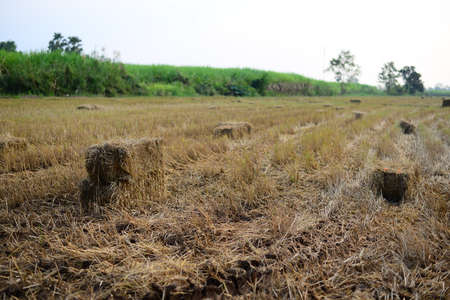 Rice Straw hay in the countryside farm with morning skyの写真素材
