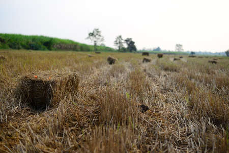 Rice Straw hay in the countryside farm with morning skyの写真素材