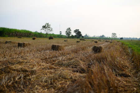 Rice Straw hay in the countryside farm with morning skyの写真素材