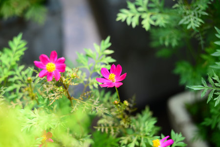Pink flower blossom on the sideways with green leavesの写真素材
