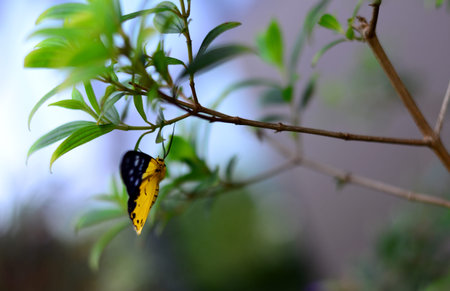 The Asian Yellow and Black Butterflyの写真素材