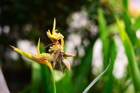 Dried Yellow Heliconia flower and Leaves with Blurred backgroundの写真素材