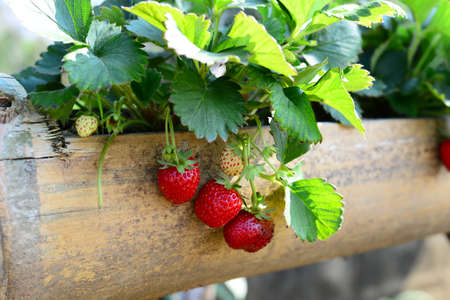 Fresh Sweet Strawberries fruits glow in the Bamboo Tubeの写真素材