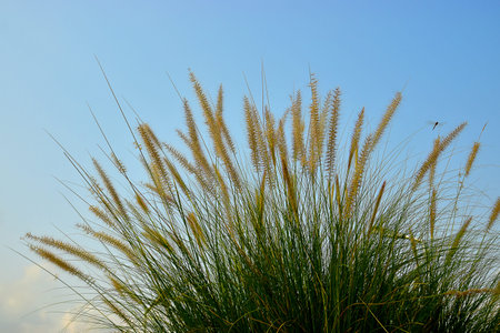 Beautiful Grass Flower and Dragonfly with Blue sky