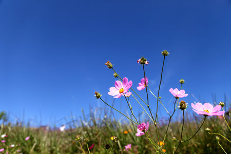 Pink flowers on clear blue sky background 