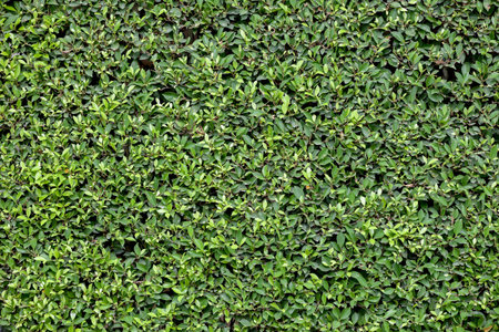 Green leaves background
