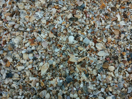 Sea shells on the beach