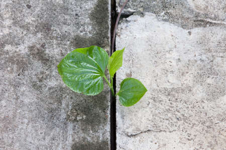 Young plant growing from concreteの写真素材