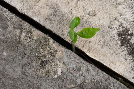 Young plant growing from concreteの写真素材