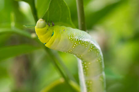 Green caterpillar eatting leafの写真素材
