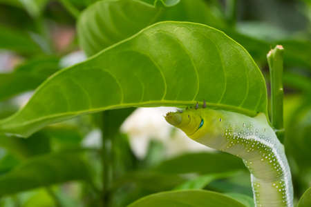 Green caterpillar on a  leafの写真素材