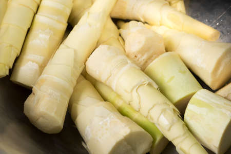 Close up Bamboo shootsの写真素材