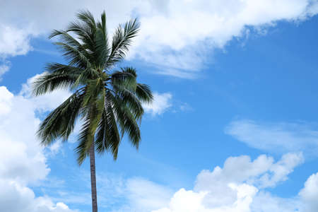 Coconut tree on blue sky background with space for textの写真素材