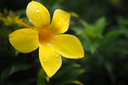 Blooming yellow flower with dewの写真素材