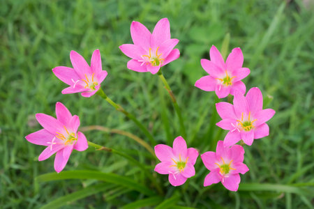 Pink blooming flower on green backgroundの写真素材