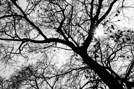 Silhouette tree branches and leaves in black & whiteの写真素材